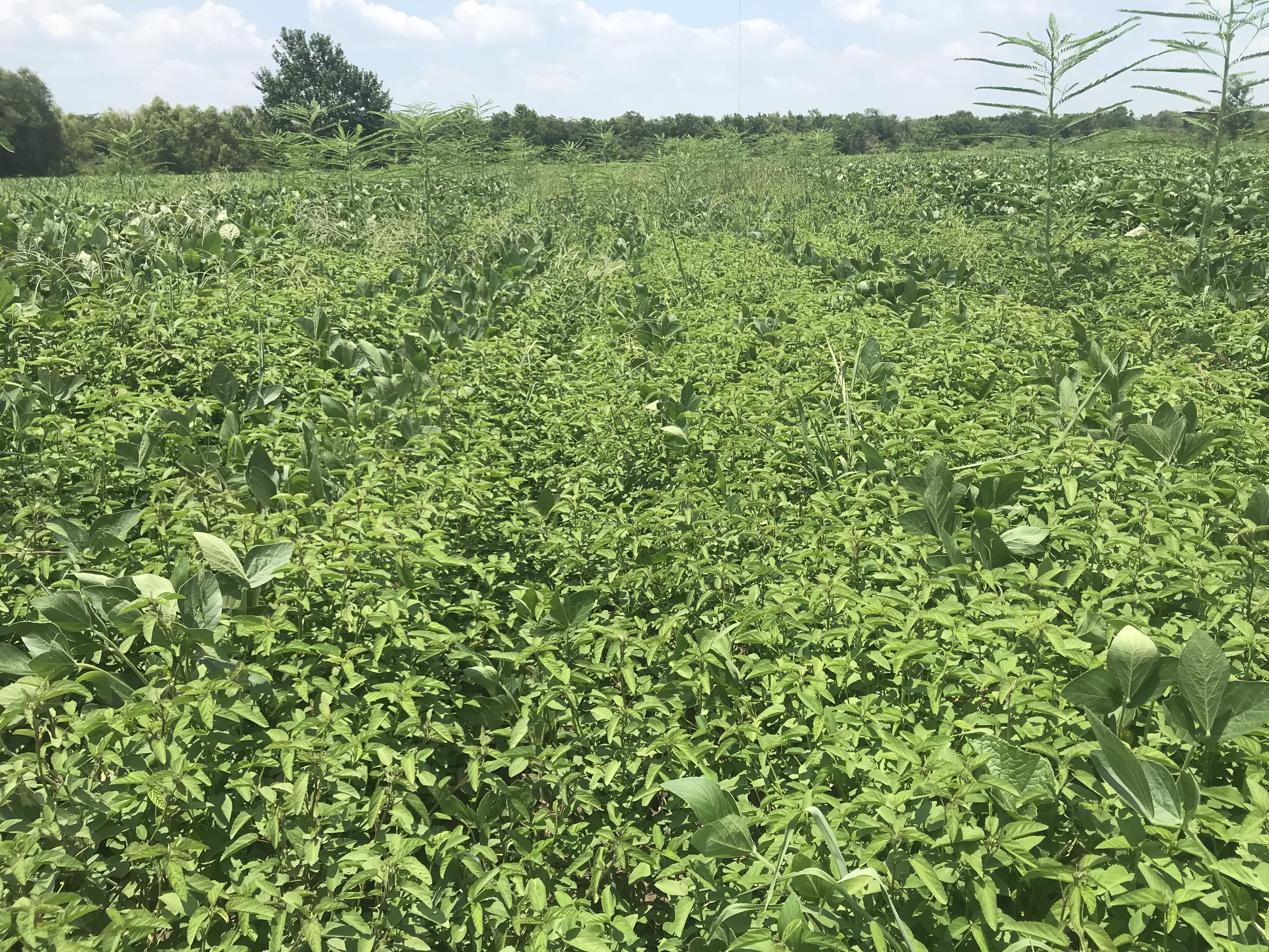 Choosing the right warm-season forage for deer